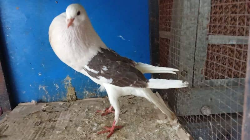 Mix fancy pigeons 0304-6522924 15