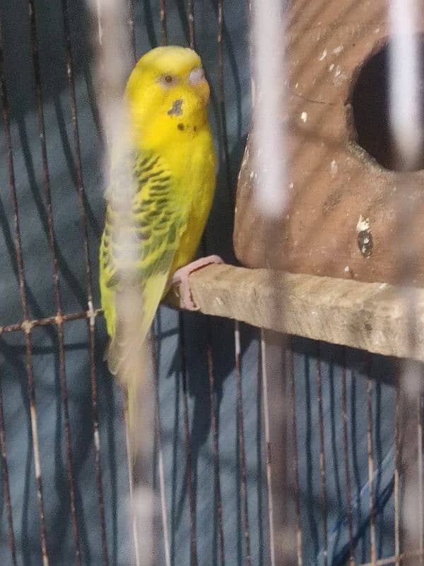 Budgies Breeder pairs & Pathy 1