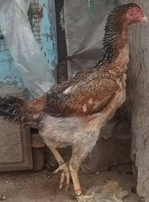 King size O-H Shamo Female For sale. 2