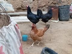 Egg lying Desi and Australorp hen for sell