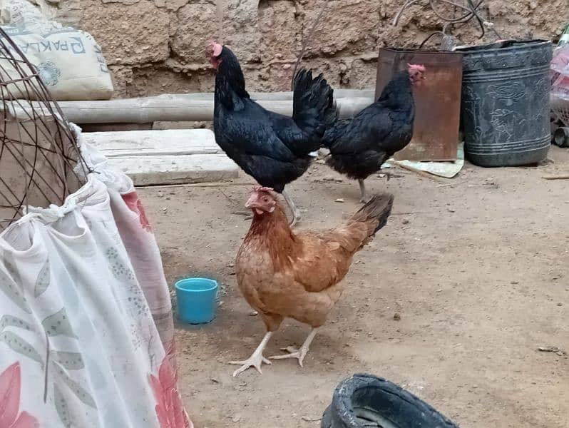 Egg lying Desi and Australorp hen for sell 0