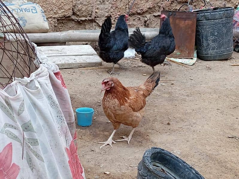 Egg lying Desi and Australorp hen for sell 1