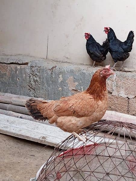 Egg lying Desi and Australorp hen for sell 2