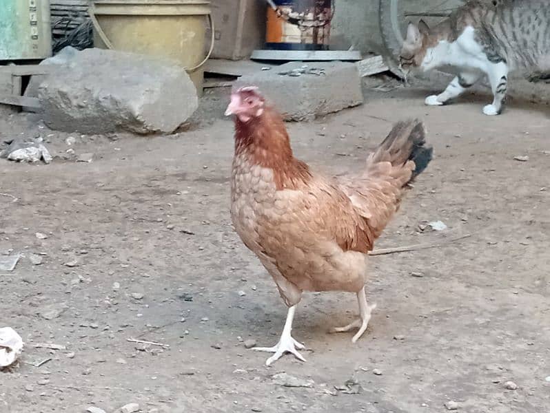 Egg lying Desi and Australorp hen for sell 3