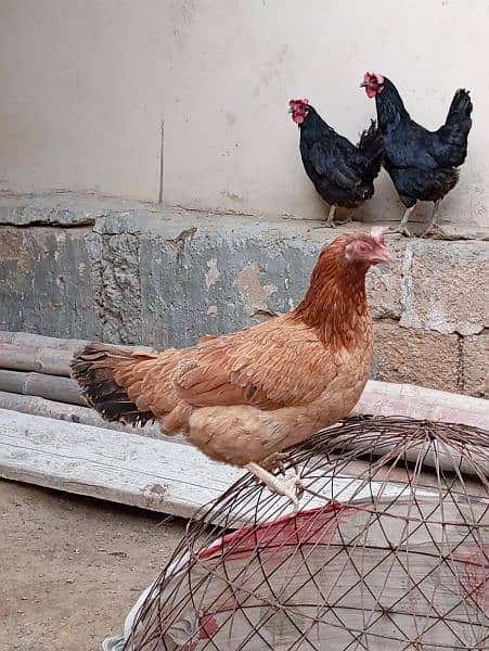 Egg lying Desi and Australorp hen for sell 4