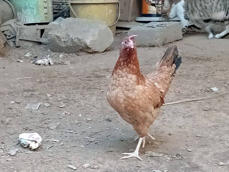 Egg lying Desi and Australorp hen for sell 5