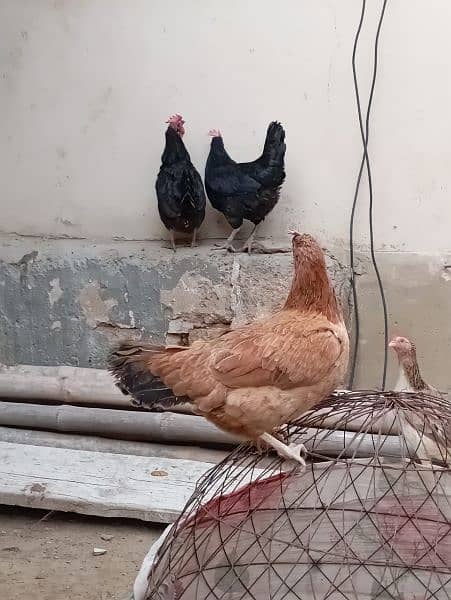 Egg lying Desi and Australorp hen for sell 6