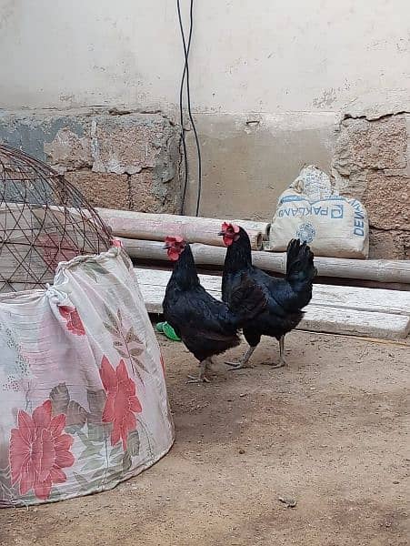 Egg lying Desi and Australorp hen for sell 7