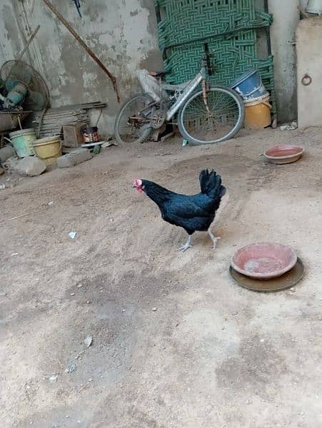 Egg lying Desi and Australorp hen for sell 8