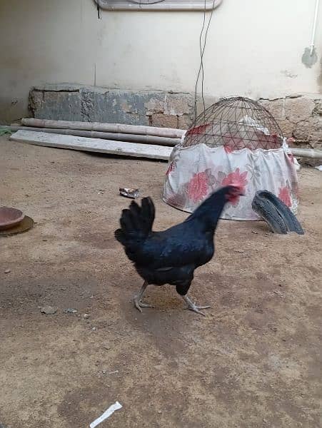 Egg lying Desi and Australorp hen for sell 9