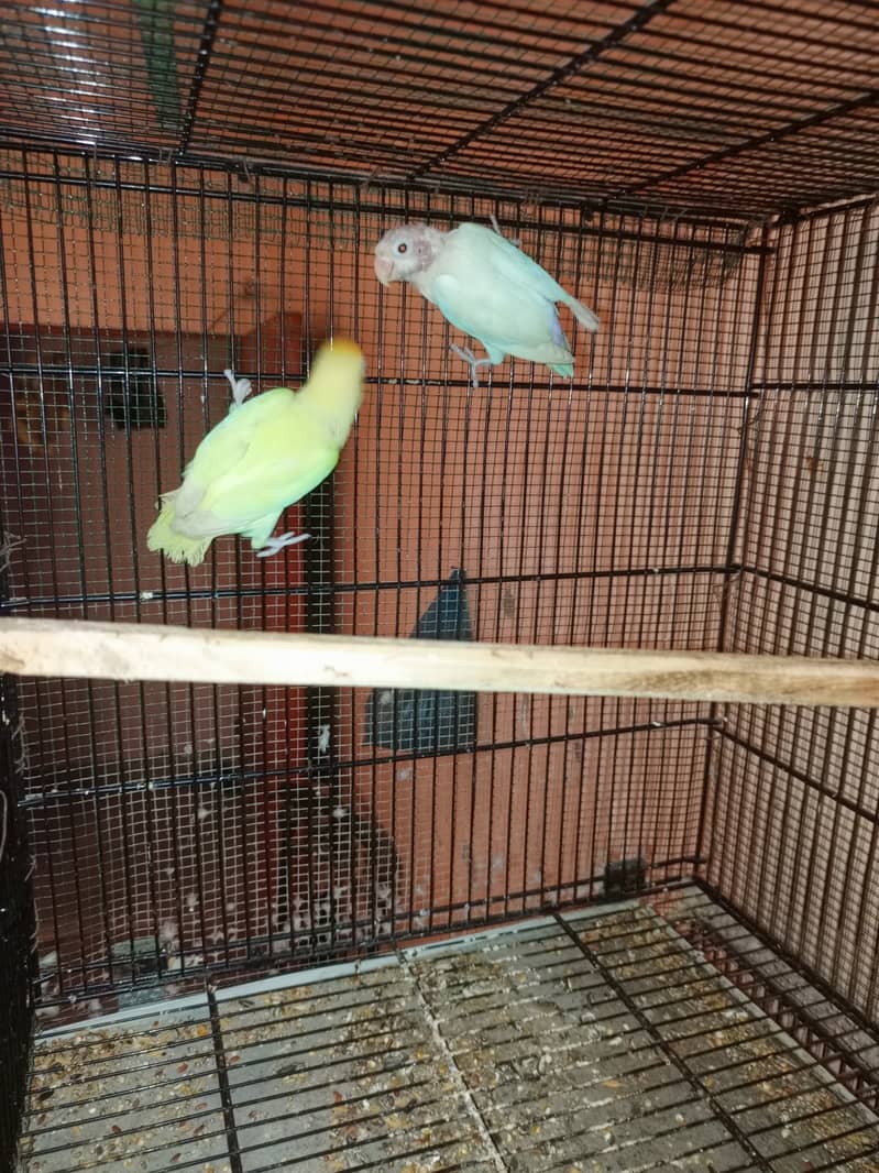 Cremino, decino, albino red eye 2