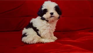 Shih Tzu male puppy looking for new home.