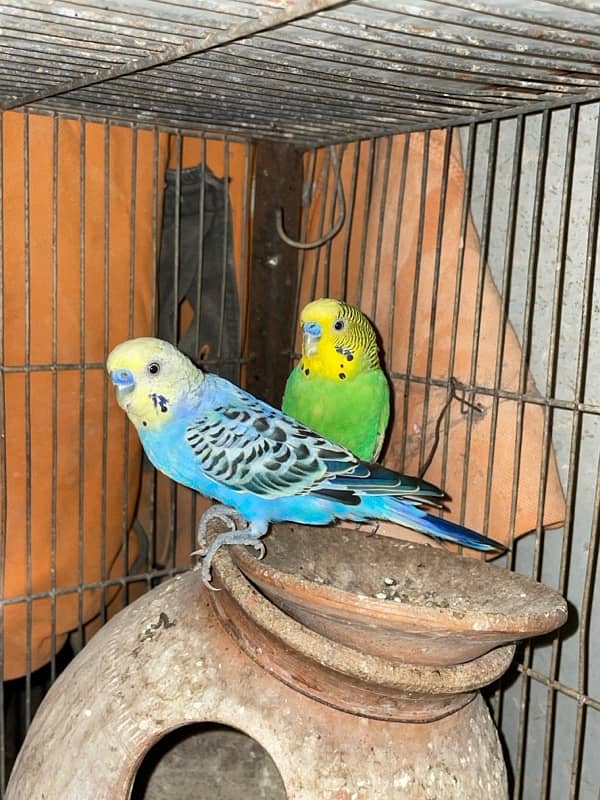 a cage 2  sections with pair of parrot 2