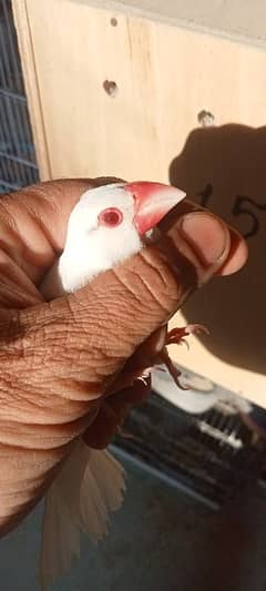 albino red eyes java and crested canary pairS