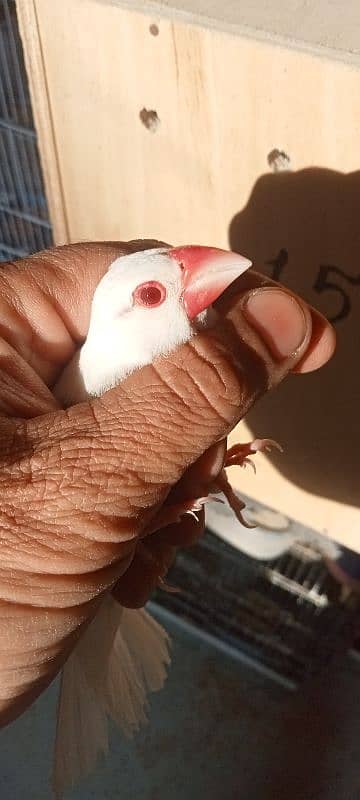 albino red eyes java and crested canary pairS 0