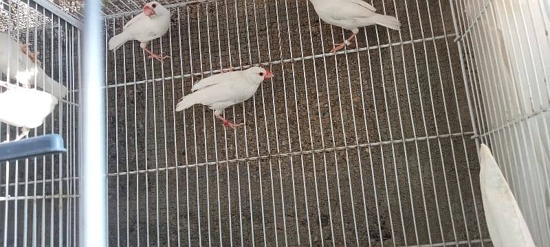 albino red eyes java and crested canary pairS 2