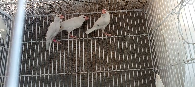 albino red eyes java and crested canary pairS 3