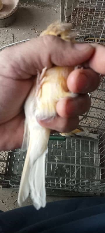 albino red eyes java and crested canary pairS 4