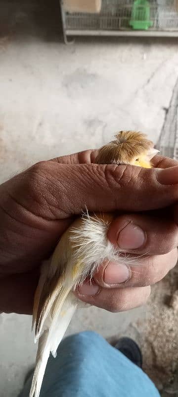 albino red eyes java and crested canary pairS 6