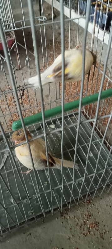 albino red eyes java and crested canary pairS 7