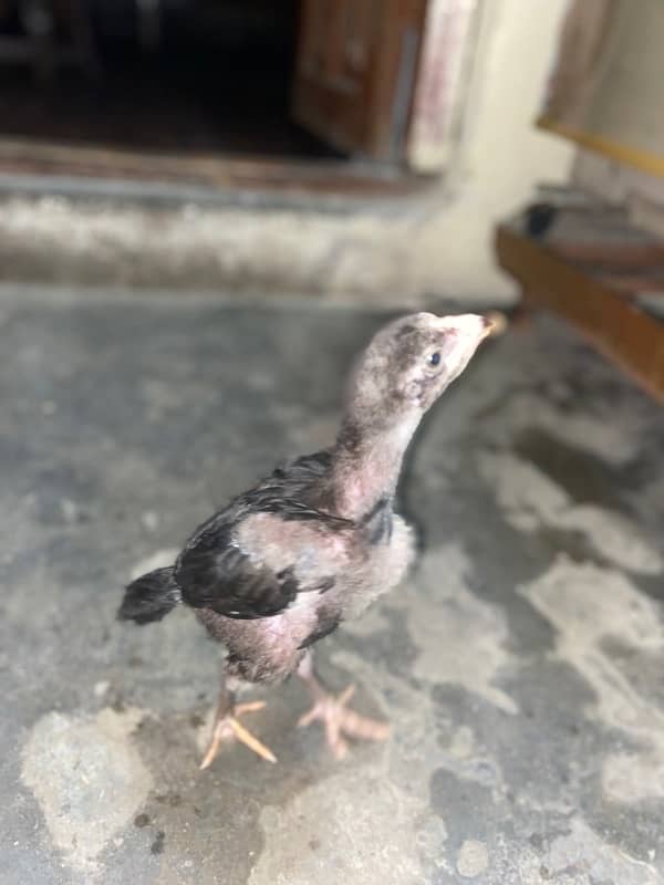 dragon Thai Al seel / high quality/pure Thai aseel chicks 0