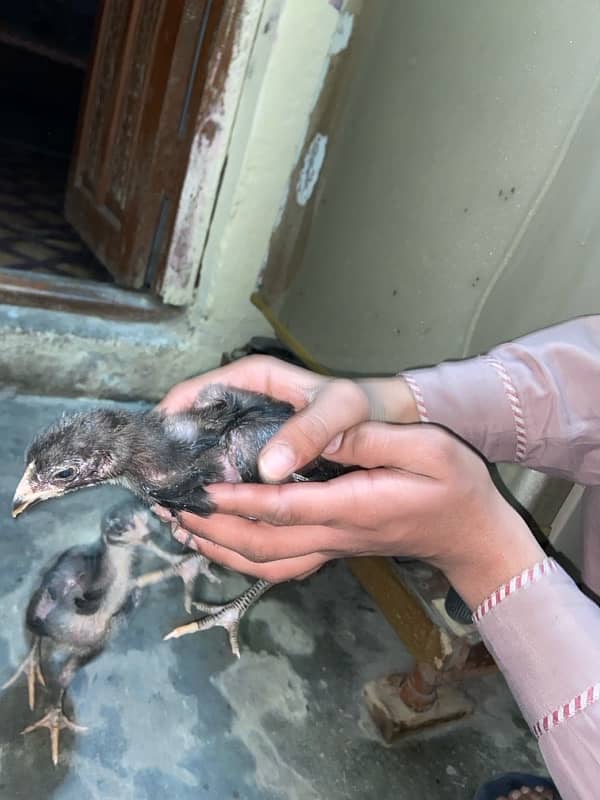 dragon Thai Al seel / high quality/pure Thai aseel chicks 1