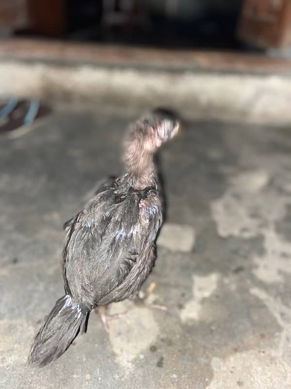 dragon Thai Al seel / high quality/pure Thai aseel chicks 3