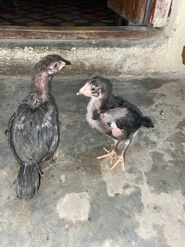 dragon Thai Al seel / high quality/pure Thai aseel chicks 4