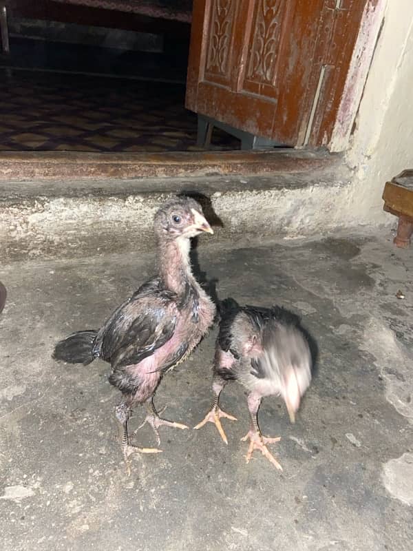 dragon Thai Al seel / high quality/pure Thai aseel chicks 5