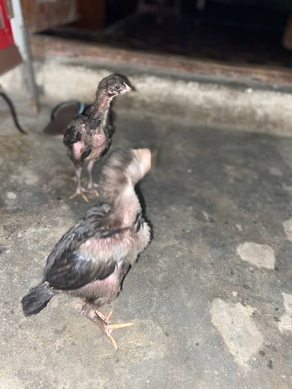 dragon Thai Al seel / high quality/pure Thai aseel chicks 6