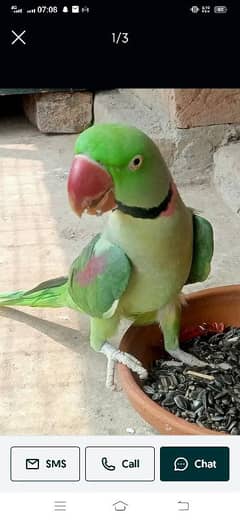 beautiful raw parrot male for sale