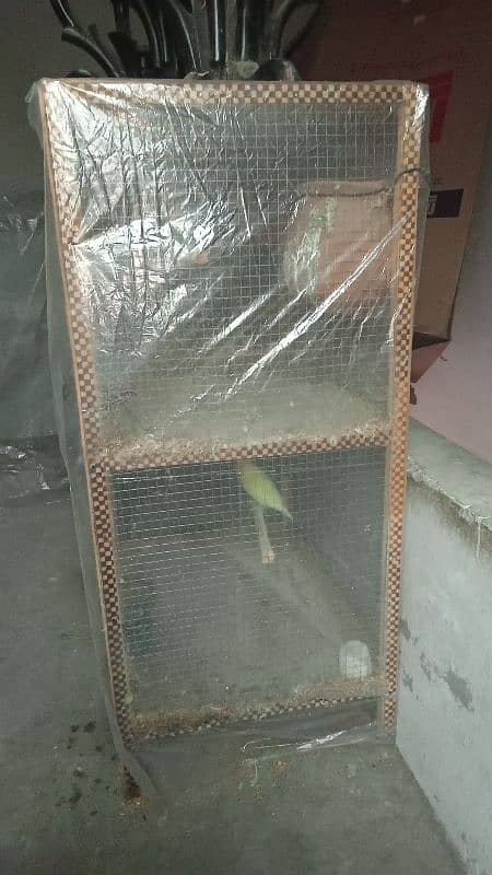 1 cage with 5 pairs of lovebirds deal 1