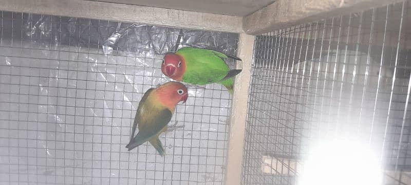 1 cage with 5 pairs of lovebirds deal 2