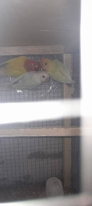 1 cage with 5 pairs of lovebirds deal 5