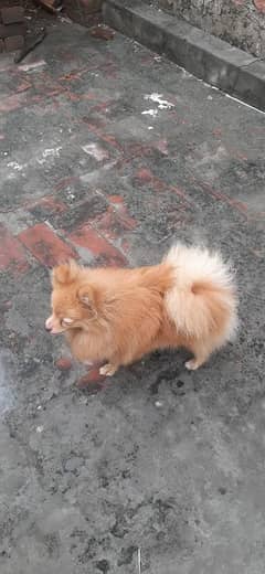 Pomeranian Male available for stud