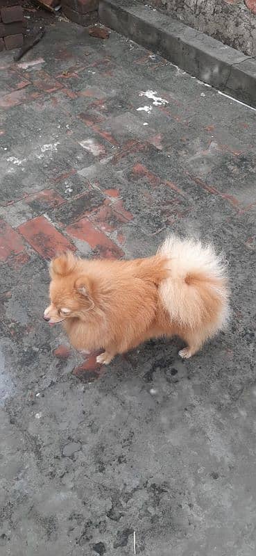 Pomeranian Male available for stud 0