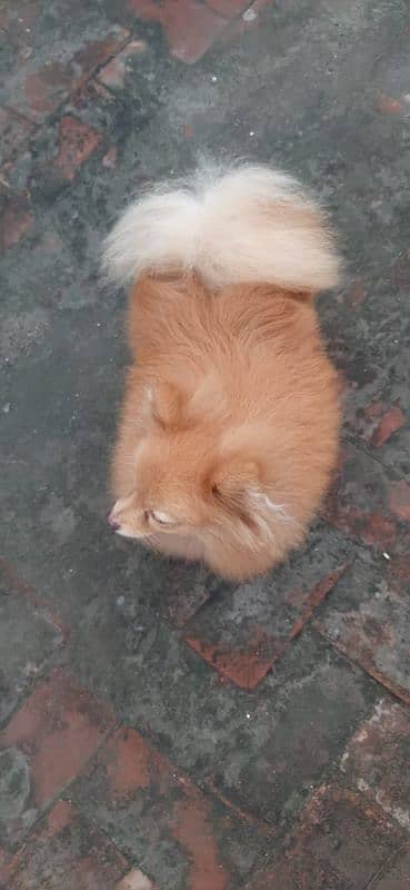 Pomeranian Male available for stud 5