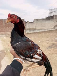 Lakha murga for sale, yellow noke nali, clear eyes, lassani cross,