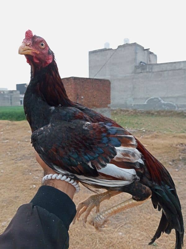 Lakha murga for sale, yellow noke nali, clear eyes, lassani cross, 1