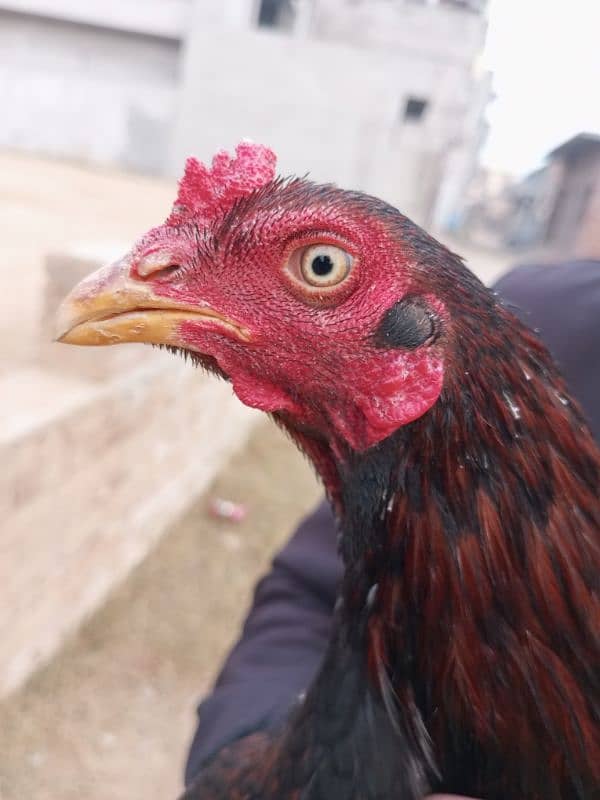 Lakha murga for sale, yellow noke nali, clear eyes, lassani cross, 3