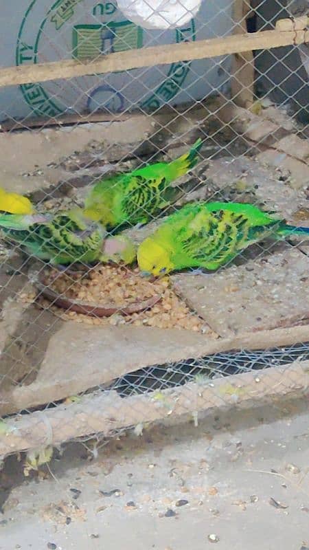 Australian budgie parrot Breeder pair and pathy 0