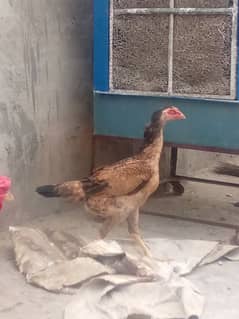 aseel hen for sale