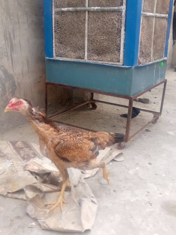 aseel hen for sale 1