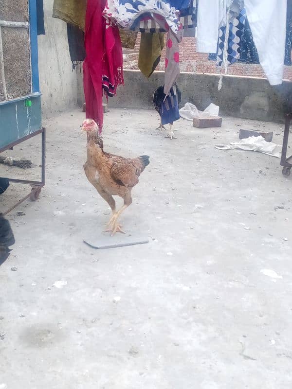 aseel hen for sale 2