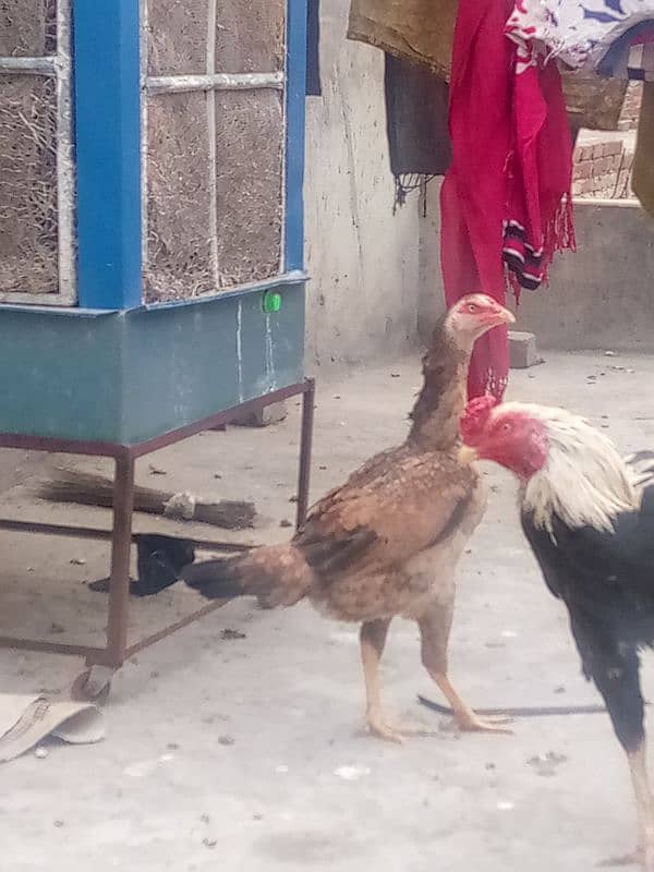 aseel hen for sale 3