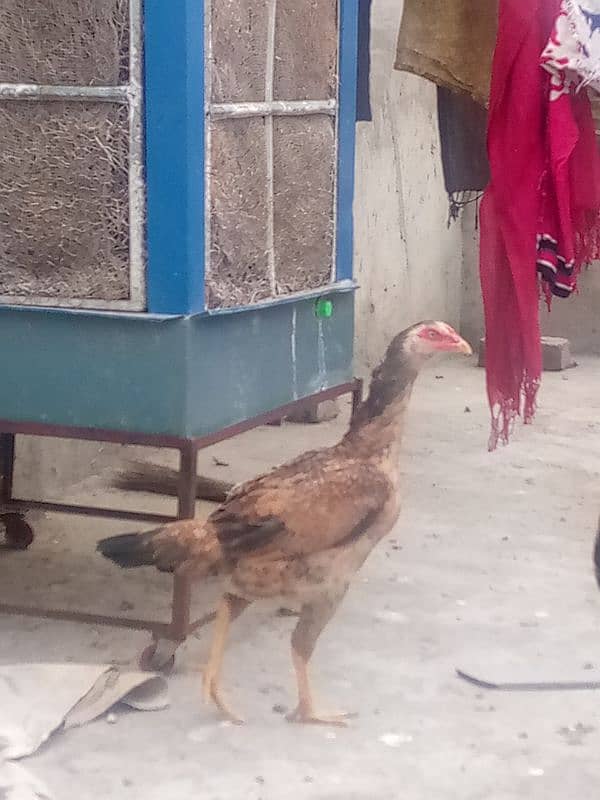 aseel hen for sale 4