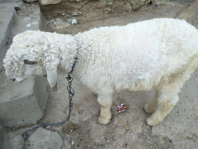 dumba sheep for sell 0