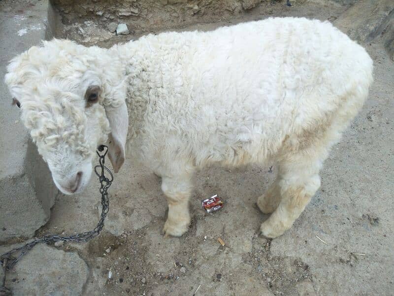 dumba sheep for sell 1