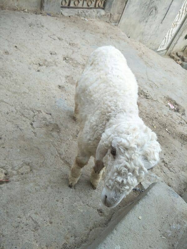 dumba sheep for sell 2