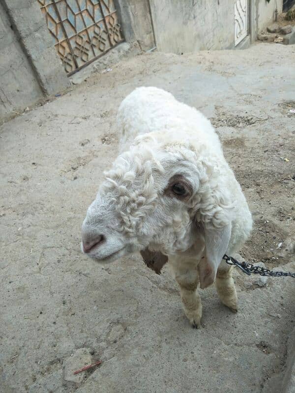 dumba sheep for sell 3